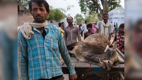 Drought in India: Bundelkhand battles cattle famine, but little action from govts