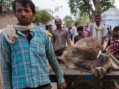 Drought in India: Bundelkhand battles cattle famine, but little action from govts Drought in India: Bundelkhand battles cattle famine, but little action from govts