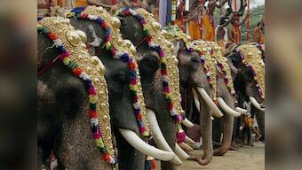 How royal Indian weddings inflict torture on illegally-hired elephants