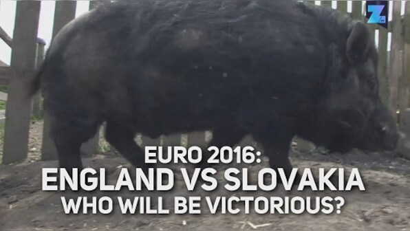 Watch: Marcus, the psychic pig makes prediction for England vs Slovakia clash at Euro 2016