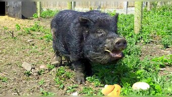 Watch: Marcus, the pig predicts the outcome of England-Wales clash at Euro 2016