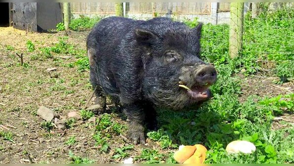 Watch: Marcus, the pig predicts the outcome of England-Wales clash at Euro 2016