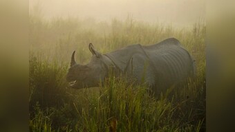 Assam makes new plans to halt poaching of rhinos: Cops to join rangers in fight