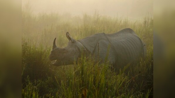 Assam makes new plans to halt poaching of rhinos: Cops to join rangers in fight