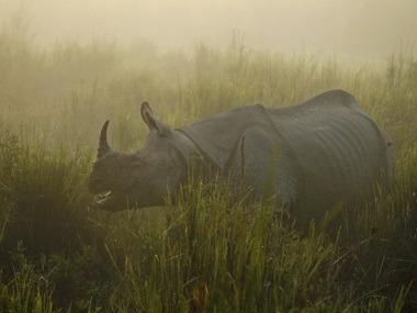 Assam makes new plans to halt poaching of rhinos: Cops to join rangers in fight Assam makes new plans to halt poaching of rhinos: Cops to join rangers in fight