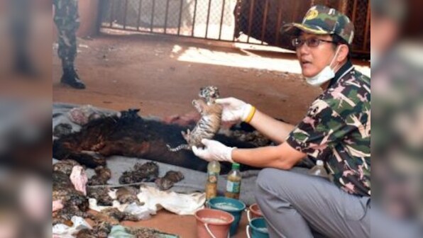 Enough proof that Tiger Temple abott was involved in trafficking of big cats: Thai officials