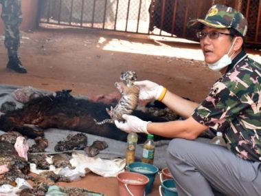 Enough proof that Tiger Temple abott was involved in trafficking of big cats: Thai officials Enough proof that Tiger Temple abott was involved in trafficking of big cats: Thai officials
