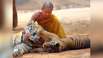 Tigers may be gone, but dogs, cats and cows still dwell at cramped temples in Thailand