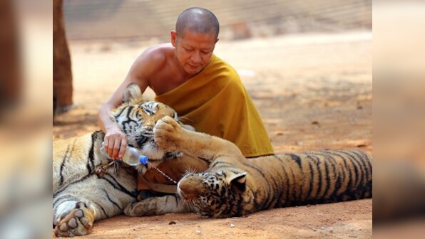 Tigers may be gone, but dogs, cats and cows still dwell at cramped temples in Thailand
