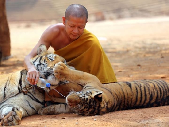 Tigers may be gone, but dogs, cats and cows still dwell at cramped temples in Thailand