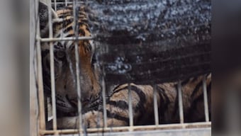 Thailand: Buddhist temple stores 40 dead tiger cubs in freezer