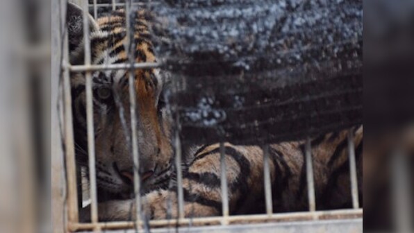 Thailand: Buddhist temple stores 40 dead tiger cubs in freezer