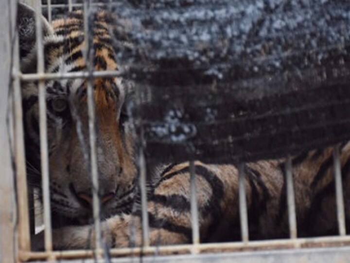 Thailand: Buddhist temple stores 40 dead tiger cubs in freezer