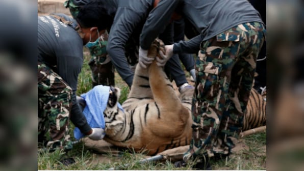 Officials recover tiger skins amid alleged animal trafficking by Thai temple