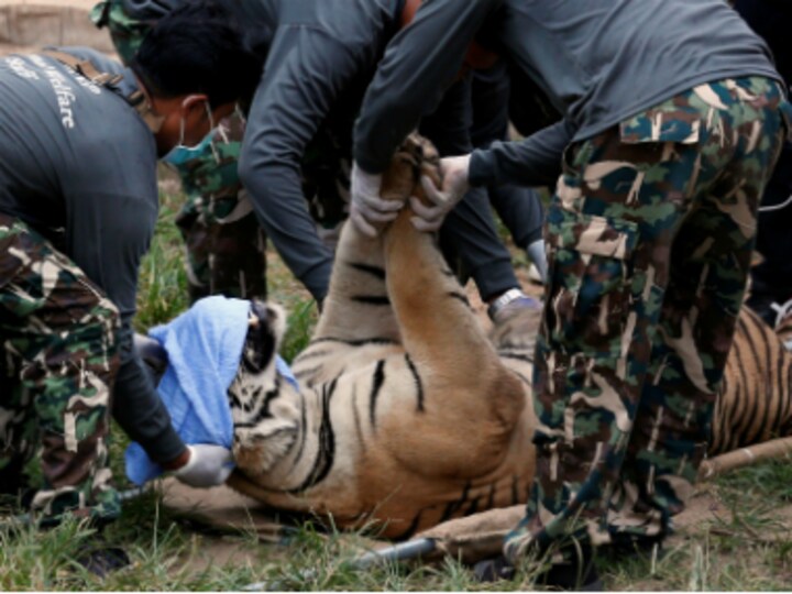 Officials recover tiger skins amid alleged animal trafficking by Thai temple