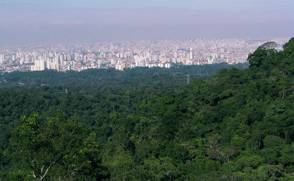 The environment ministry will launch the "Urban Forestry Scheme" in Pune, where 6,000 saplings will be planted to create an urban jungle on about 80 acres of land.