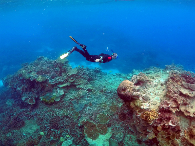 Saving the Great Barrier Reef could cost $11 billion, says study Saving the Great Barrier Reef could cost $11 billion, says study