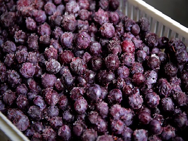 Blueberries help to fight age, memory loss Blueberries help to fight age, memory loss