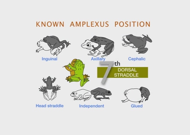 frogs