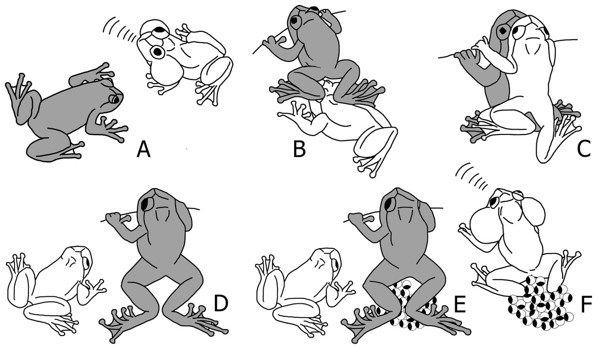 frogs3