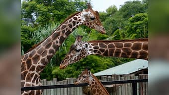 On World Giraffe Day, wildlife advocates call to protect the dwindling herbivores