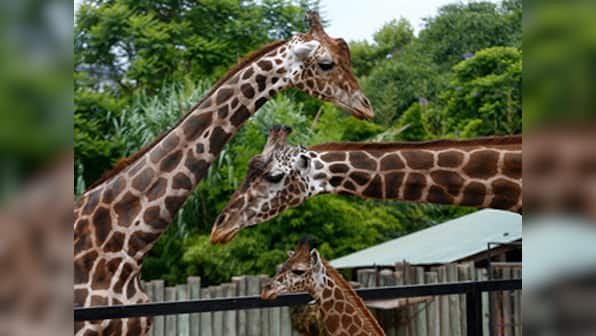 On World Giraffe Day, wildlife advocates call to protect the dwindling herbivores