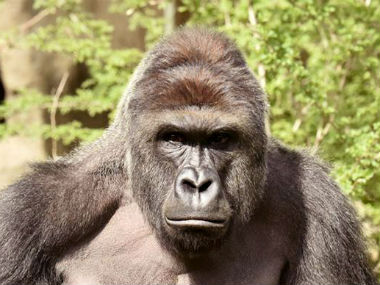 Cincinnati zoo incident poses crucial question: Should there be zoos in the modern world? Cincinnati zoo incident poses crucial question: Should there be zoos in the modern world?