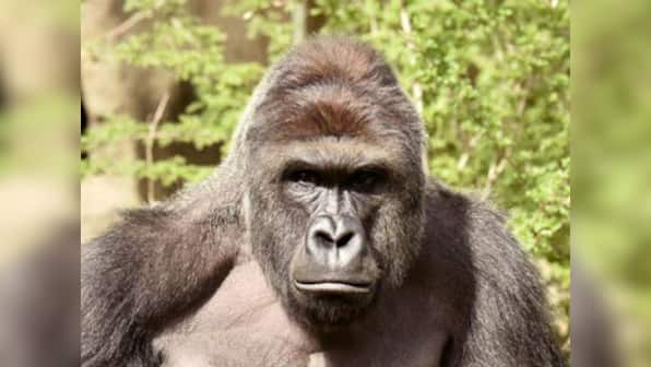 Cincinnati zoo incident poses crucial question: Should there be zoos in the modern world?