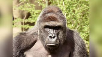 US gorilla killing: Cops to probe parents of boy who was trapped with ape