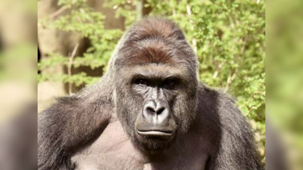 US gorilla killing: Cops to probe parents of boy who was trapped with ape