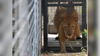 Three Asiatic lions turn man-eaters, sentenced to life in a cage