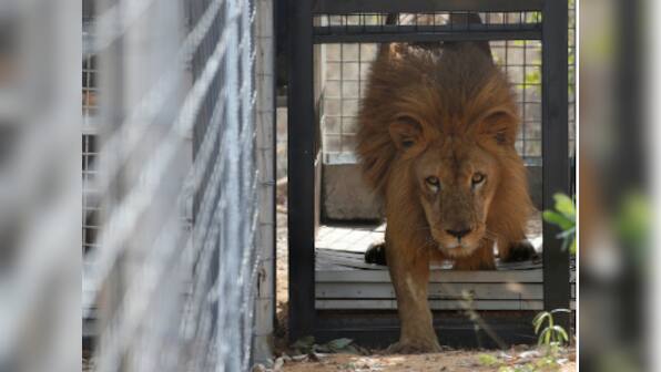 Three Asiatic lions turn man-eaters, sentenced to life in a cage