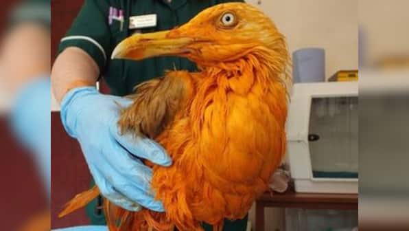 UK seagull turns poster bird for Indian food after falling into vat of chicken tikka masala