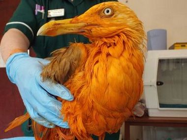 UK seagull turns poster bird for Indian food after falling into vat of chicken tikka masala UK seagull turns poster bird for Indian food after falling into vat of chicken tikka masala