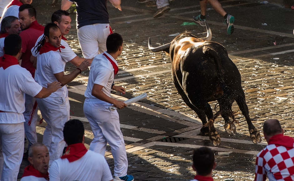 On each day of the festival six bulls are released at 8:00 a.m. (0600 GMT) to run from their corral through the narrow, cobbled streets of the old town over an 850-meter (yard) course. AFP. On each day of the festival six bulls are released at 8:00 a.m. (0600 GMT) to run from their corral through the narrow, cobbled streets of the old town over an 850-meter (yard) course. AFP.
