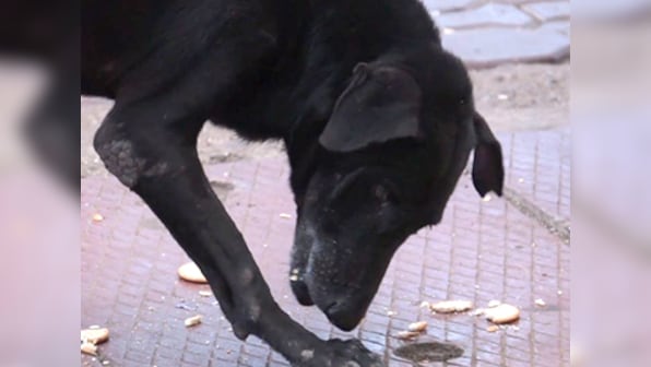 Watch: Navi Mumbai observes Poison Biscuit Day in memory of murdered stray dogs