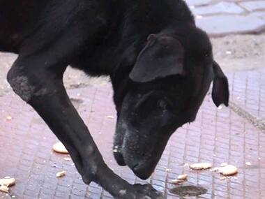 Watch: Navi Mumbai observes Poison Biscuit Day in memory of murdered stray dogs