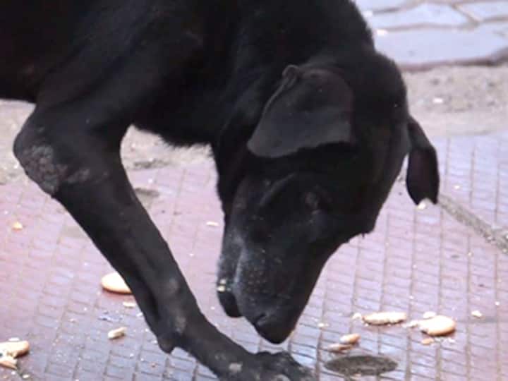 Watch: Navi Mumbai observes Poison Biscuit Day in memory of murdered stray dogs