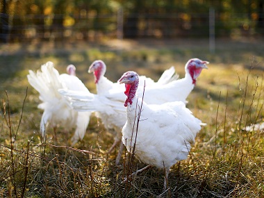 US requests WTO to let it impose an annual fine of $450 mn on India US requests WTO to let it impose an annual fine of $450 mn on India