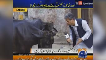 Pakistan's Dr Dolittle: Reporter in Lahore interviews a buffalo, gets an interesting answer