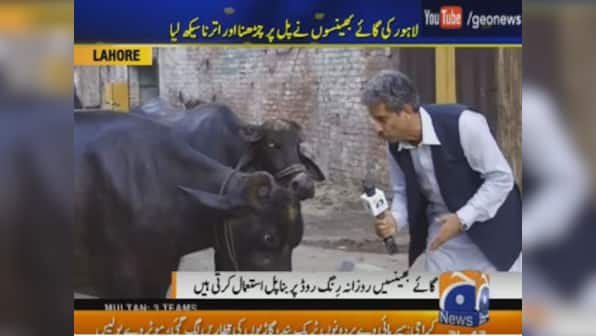 Pakistan's Dr Dolittle: Reporter in Lahore interviews a buffalo, gets an interesting answer