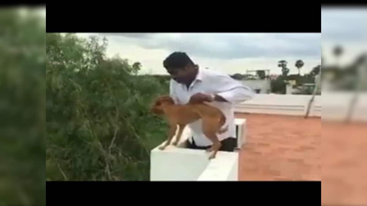 Chennai man throws dog off roof Animal rights in India is a joke