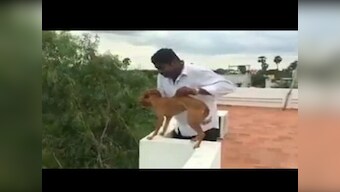 Chennai students who threw a dog from a rooftop arrested and released on bail on the same day