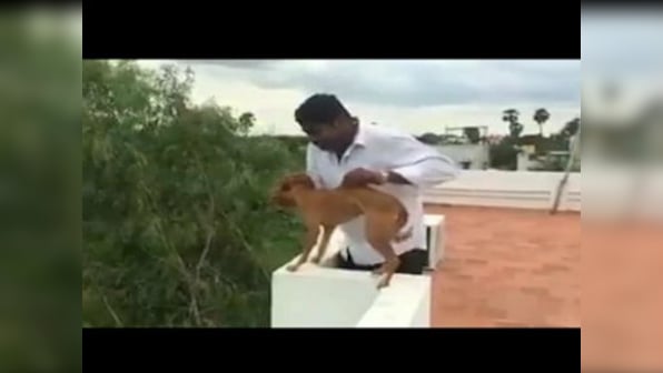 Chennai students who threw a dog from a rooftop arrested and released on bail on the same day