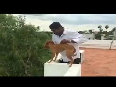 Chennai students who threw a dog from a rooftop arrested and released on bail on the same day