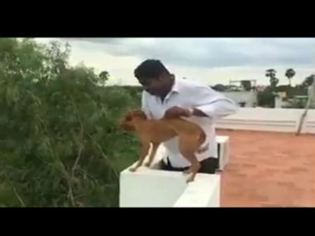 Chennai man throws dog off roof: Animal rights in India is a joke, thanks to obsolete laws-Living News , Firstpost Chennai man throws dog off roof: Animal rights in India is a joke, thanks to obsolete laws-Living News , Firstpost