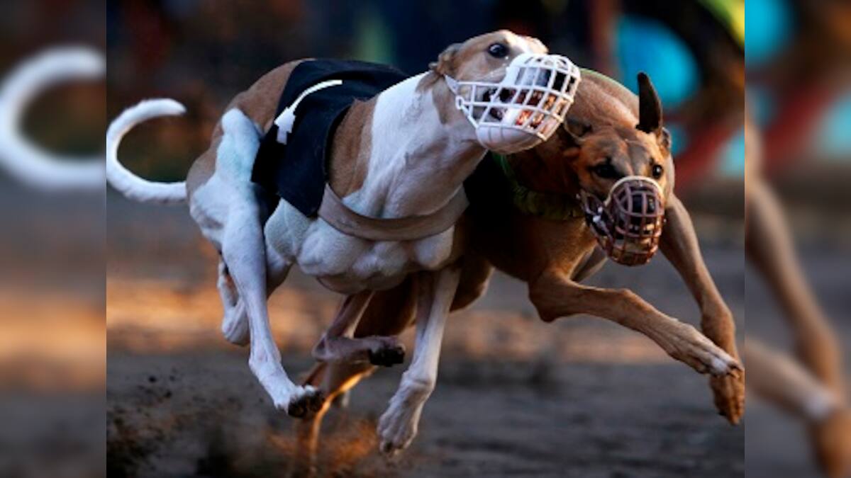 New South Wales bans greyhound racing after abuse scandal – Firstpost