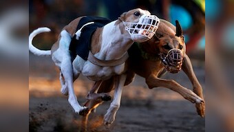 New South Wales bans greyhound racing after abuse scandal