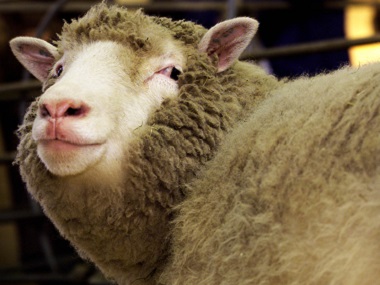 Holy sheep! India-China 1967 dispute may have been triggered by petty argument over animals Holy sheep! India-China 1967 dispute may have been triggered by petty argument over animals