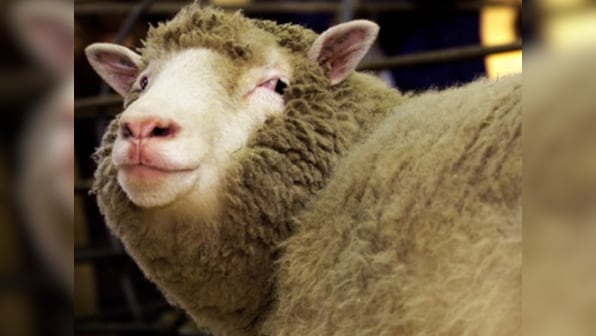 Dolly the sheep's four clones still alive and kicking: study